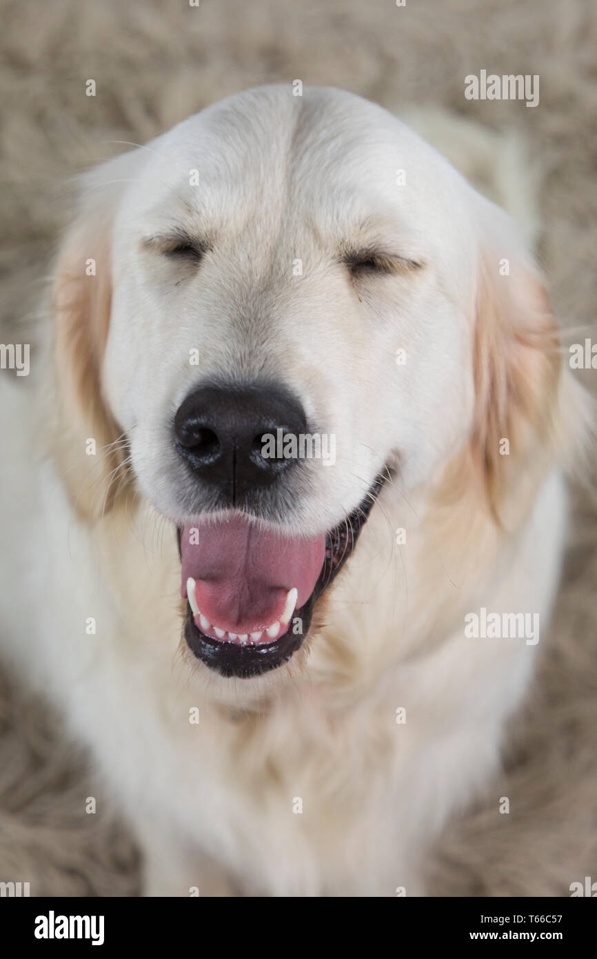 Golden retriever sur fond blanc, portrait de golden retriever Banque D'Images
