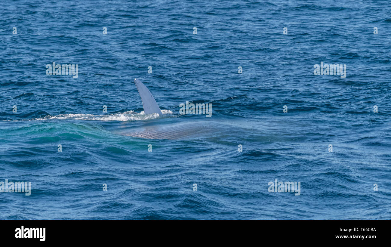 Rorqual bleu (Balaenoptera musculus) alimentation fente au large de la côte de Baja California. Banque D'Images