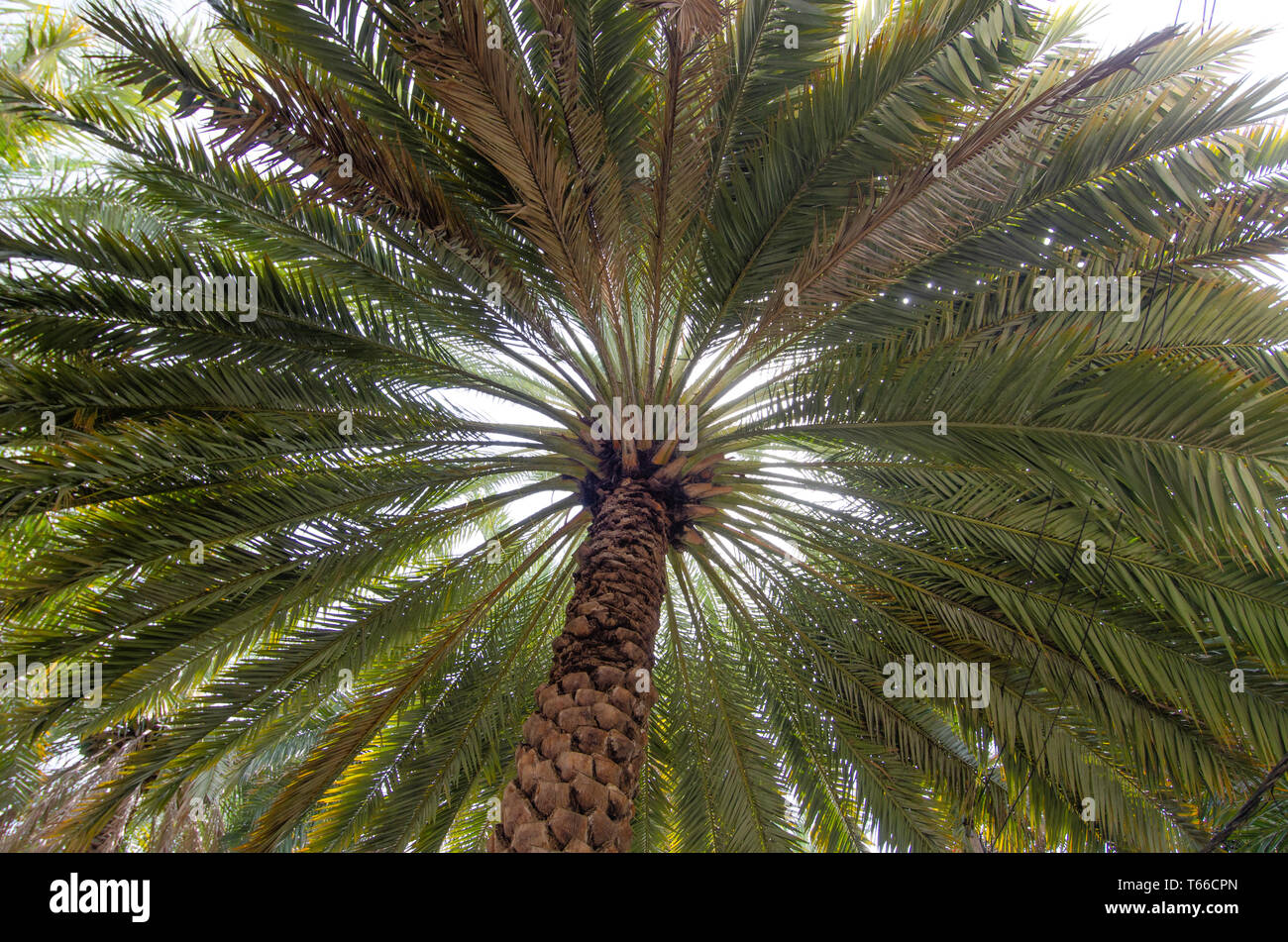 Patten de frondes de palmiers dans un jardin d'Oman Oman. Banque D'Images
