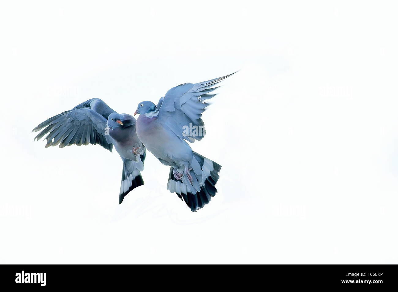 Twosome Banque D'Images