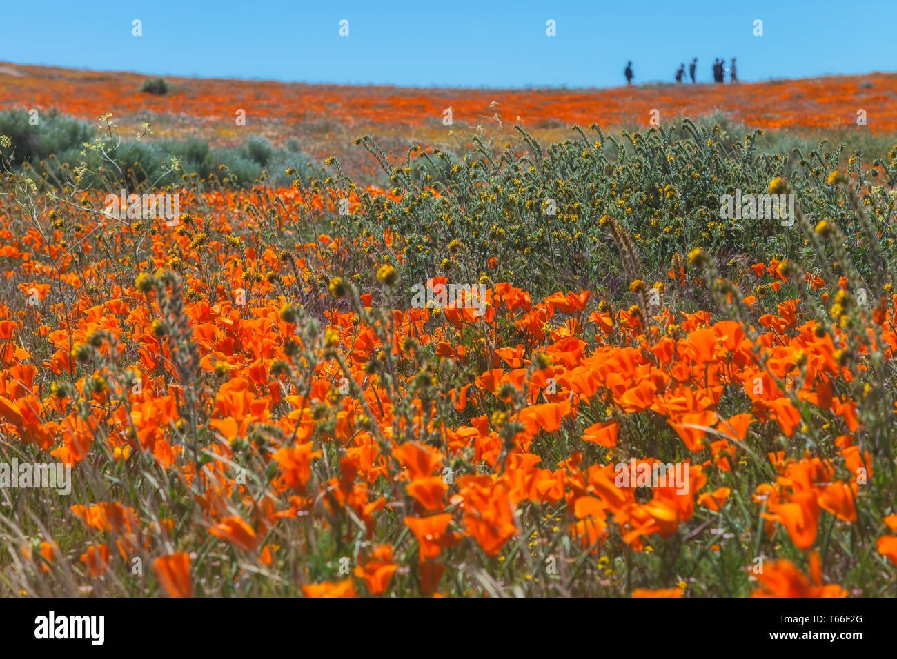 Domaine de Fleurs de coquelicots de Californie (Eschscholzia californica) à Antelope Valley, à réserver, en Californie, États-Unis au printemps. Banque D'Images