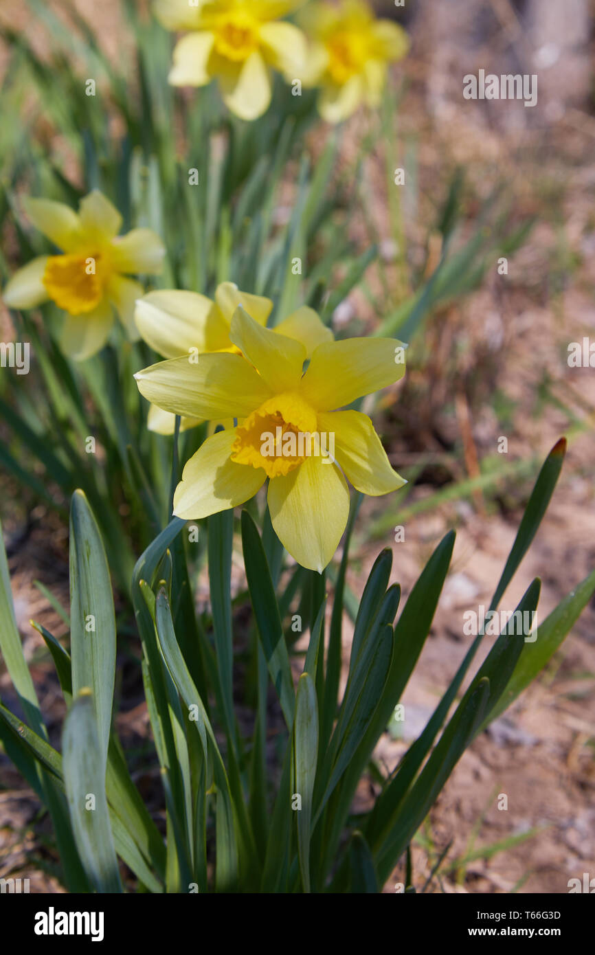 Lit de fleurs avec des fleurs de jonquille jaune qui fleurissent au  printemps. Daffodil ou Narcissus. Petites plantes avec des fleurs de  trompette jaunes Photo Stock - Alamy