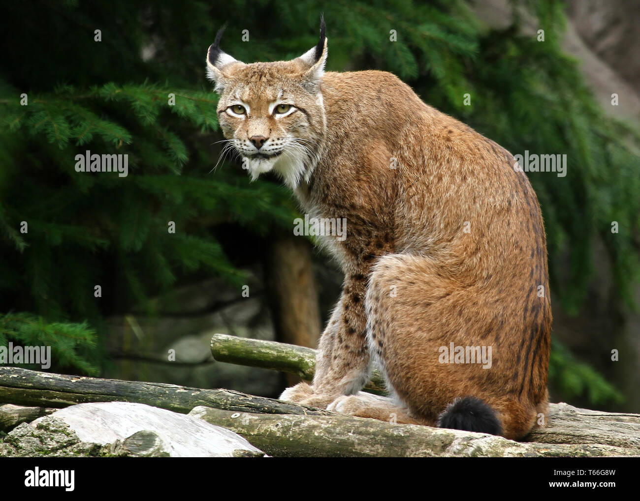 Felis lynx, Lynx, parc national de Bavière, Allemagne Banque D'Images