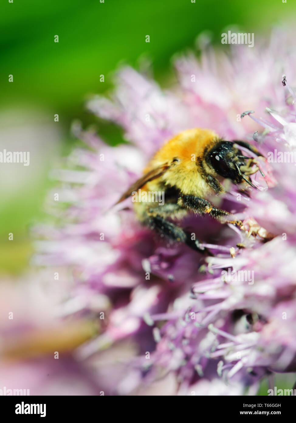 Un plan macro d'abeille sur fleur bleue. Banque D'Images