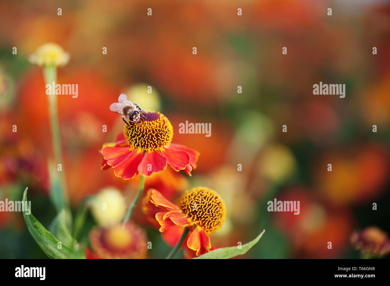 Un plan macro d'abeille sur fleur rouge. Banque D'Images
