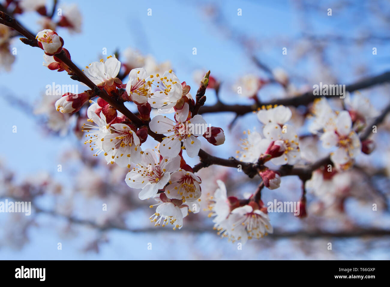 Cerisier de Nanking en fleurs (Prunus tomentosa) dans le jardin de printemps Banque D'Images