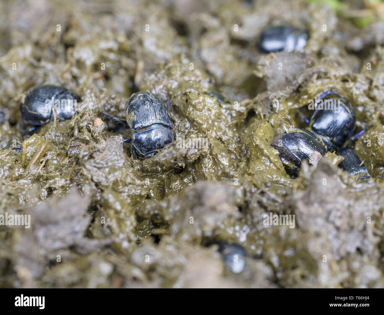 Earth-Boring stercorosu Les bousiers (Anoplotrupes Banque D'Images