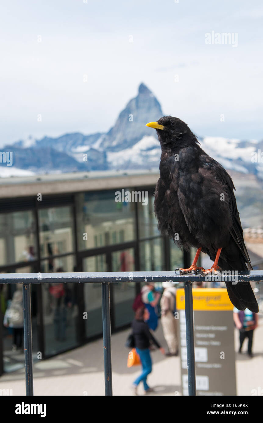 Pyrrhocorax graculus, Alpine chough, Autriche Banque D'Images