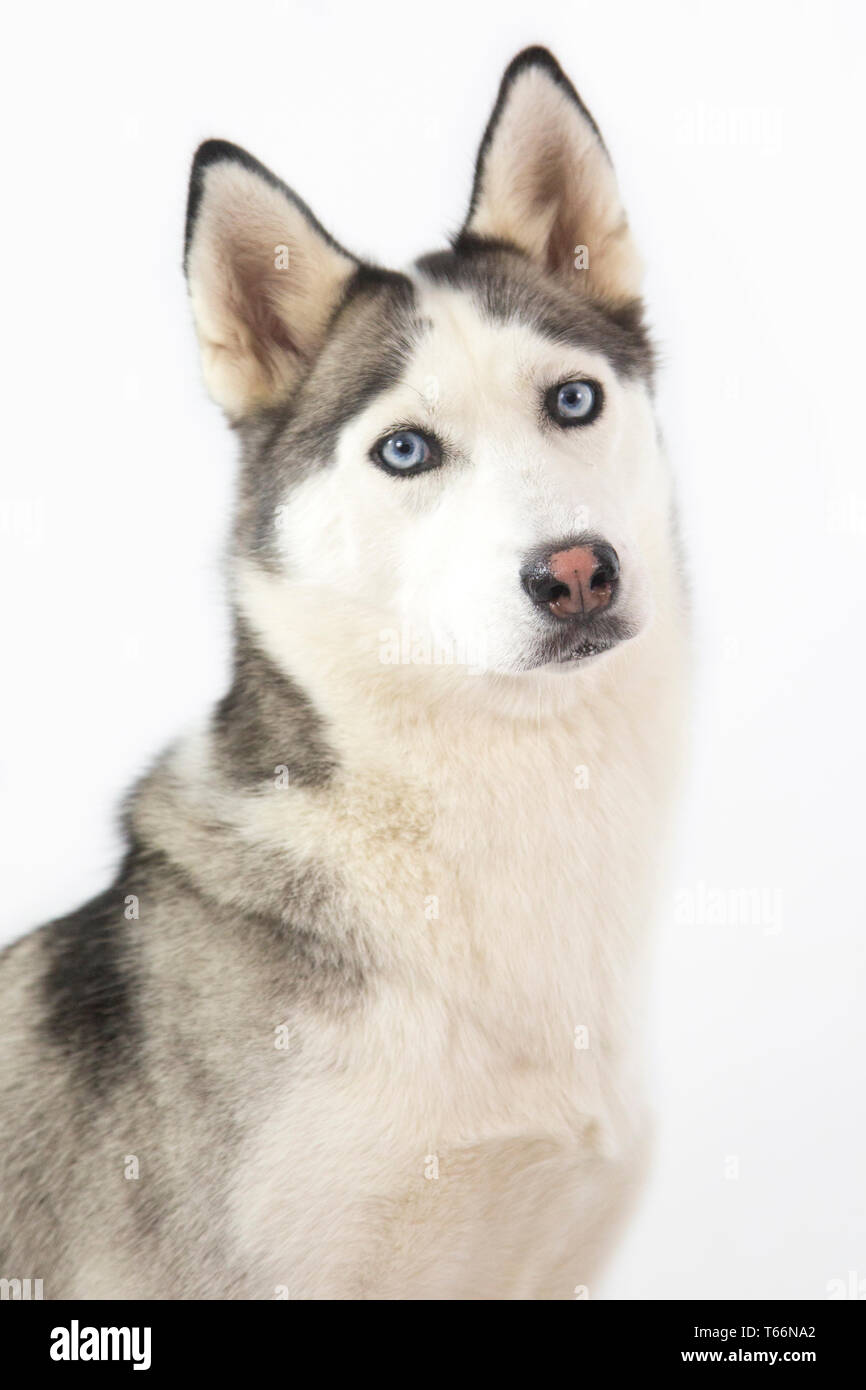 Chien Husky Assis Sur Fond Blanc Husky A Les Yeux Bleus Et Blanc Visage Corps De Loup Photo Stock Alamy