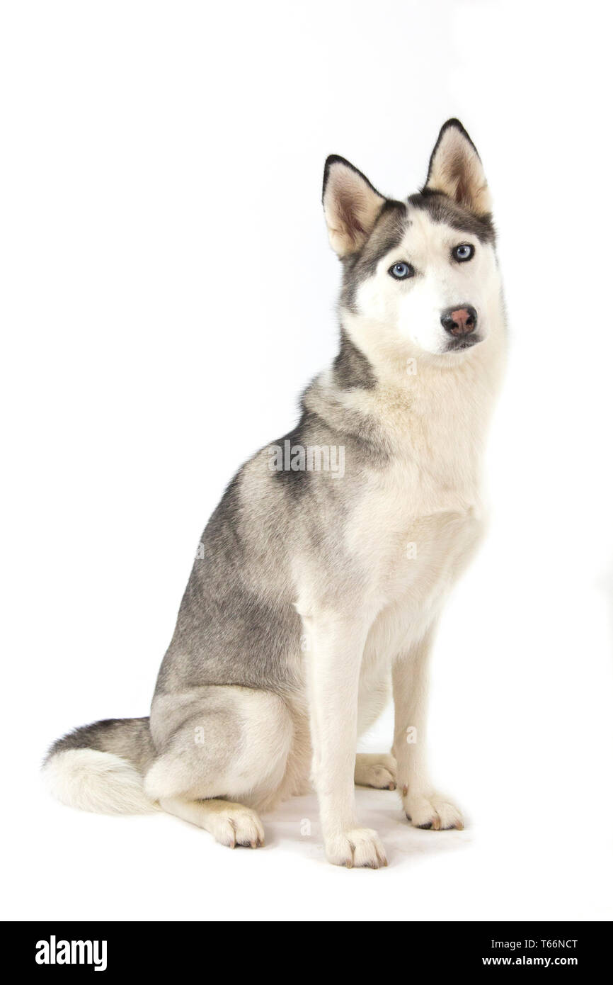 Chien Husky Assis Sur Fond Blanc Husky A Les Yeux Bleus Et Blanc Visage Corps De Loup Photo Stock Alamy