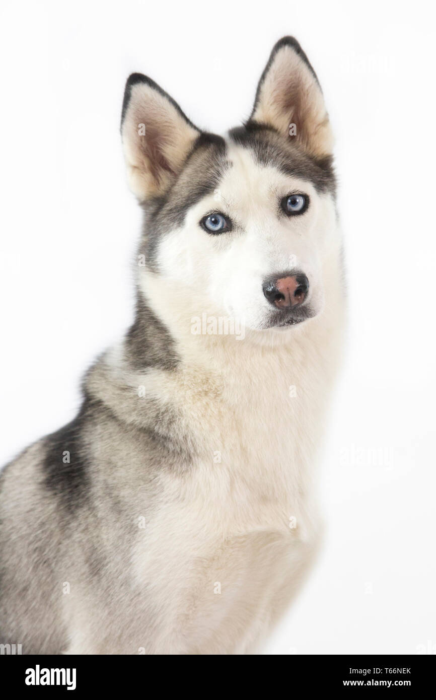 Chien Husky Assis Sur Fond Blanc Husky A Les Yeux Bleus Et