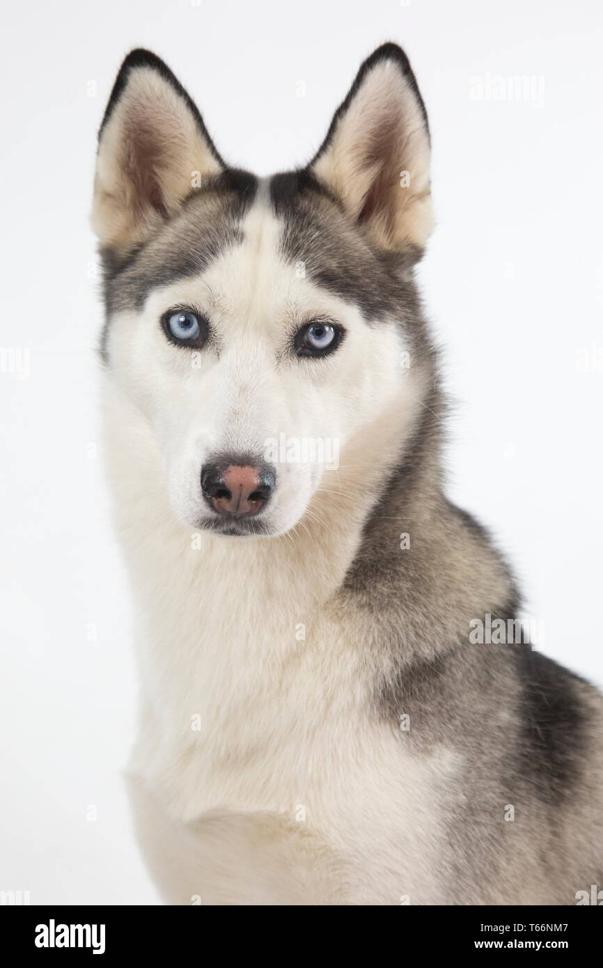 Chien Husky Assis Sur Fond Blanc Husky A Les Yeux Bleus Et Blanc Visage Corps De Loup Photo Stock Alamy
