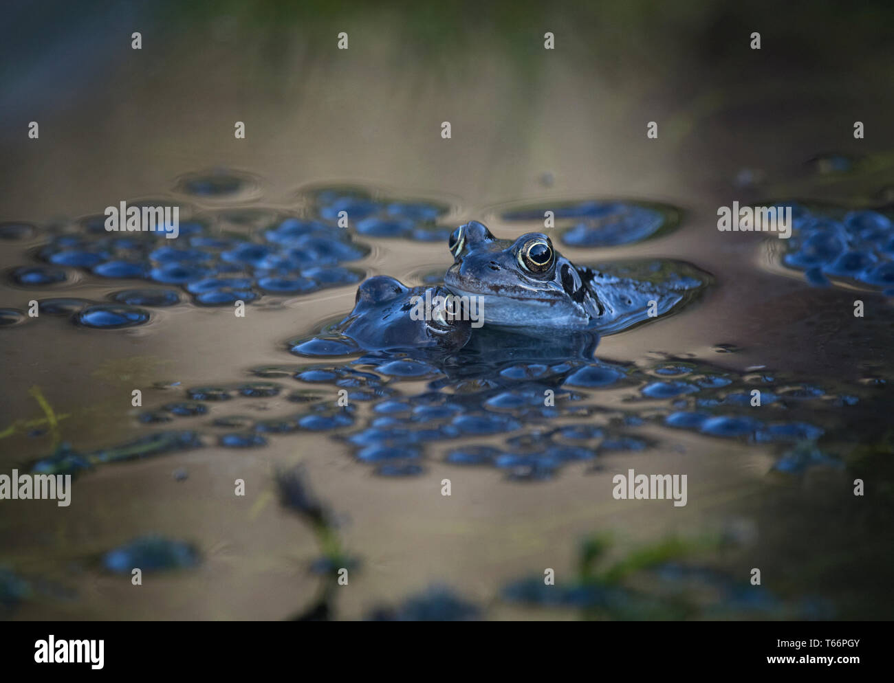 Communes de grenouilles adultes paire, Rana temporaria, en étang de jardin, l'accouplement, entouré de frogspawn, UK Banque D'Images