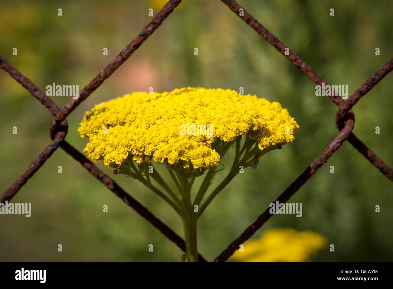 Close up floue de certains germes dans un buisson Banque D'Images