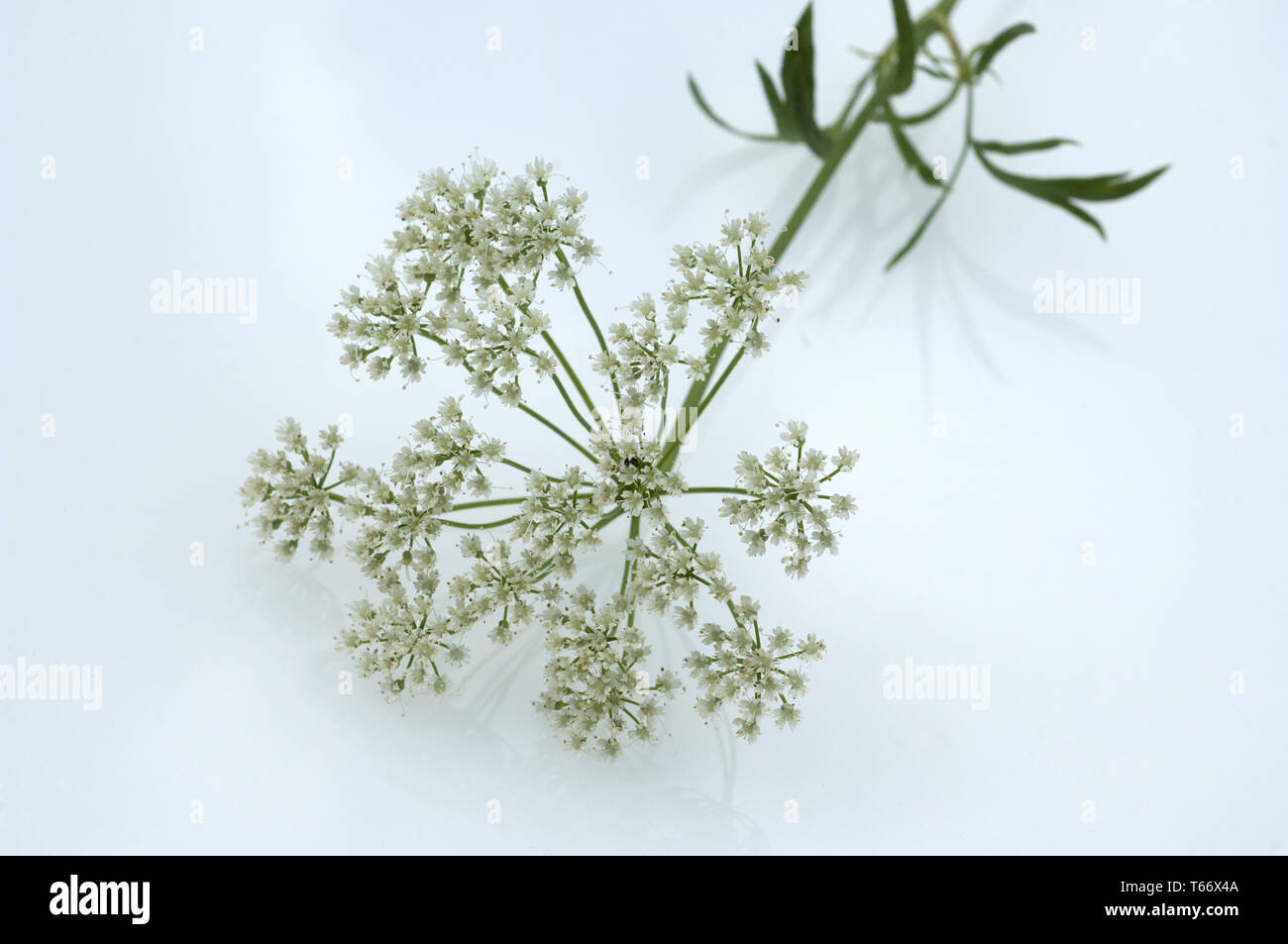 [Anis Pimpinella anisum] Banque D'Images