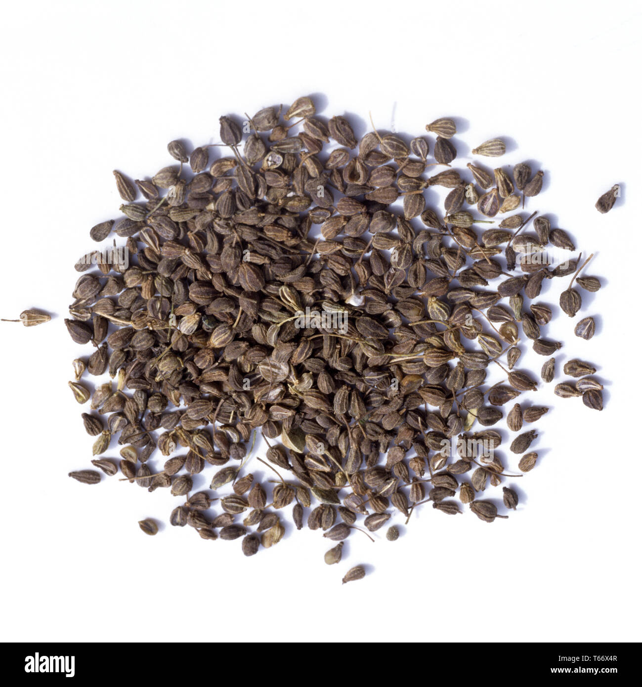 [Anis Pimpinella anisum] Banque D'Images