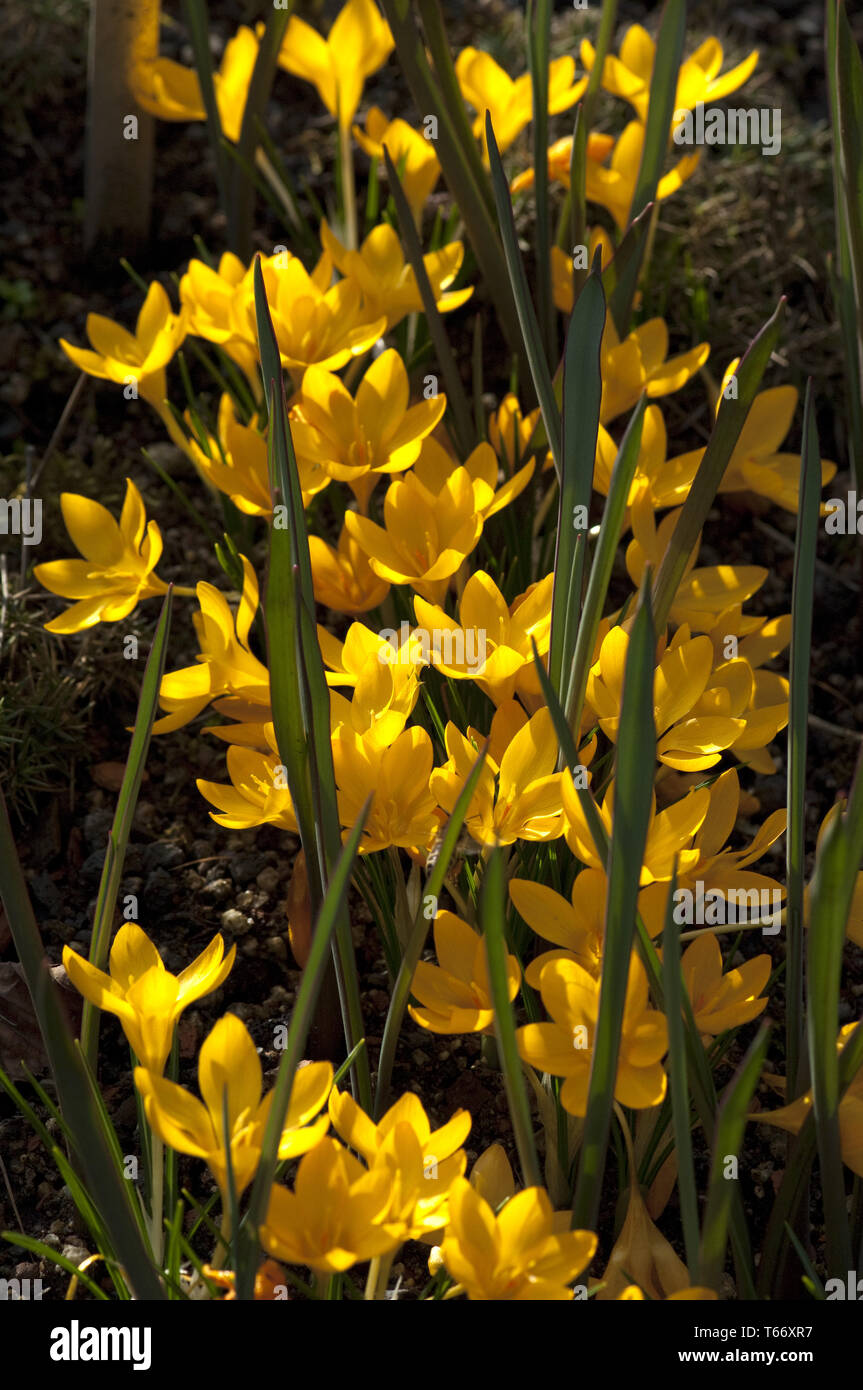 Au début du printemps Crocus Banque D'Images