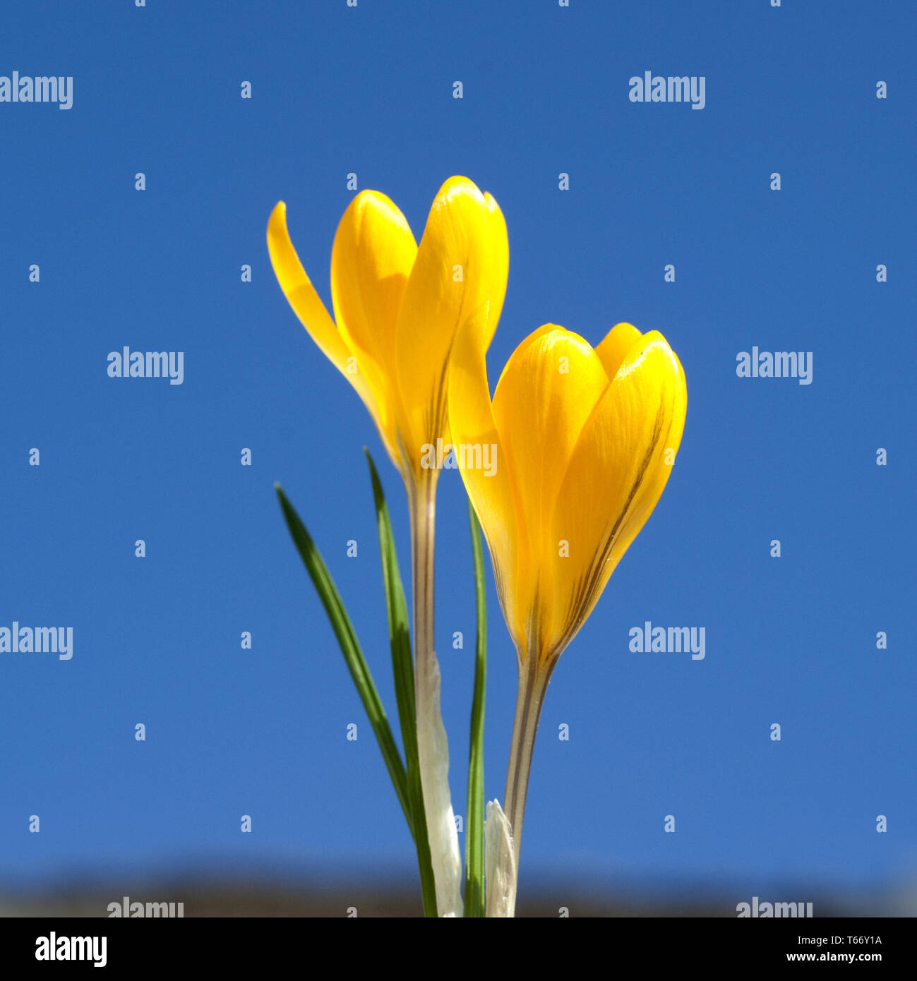 Au début du printemps Crocus Banque D'Images