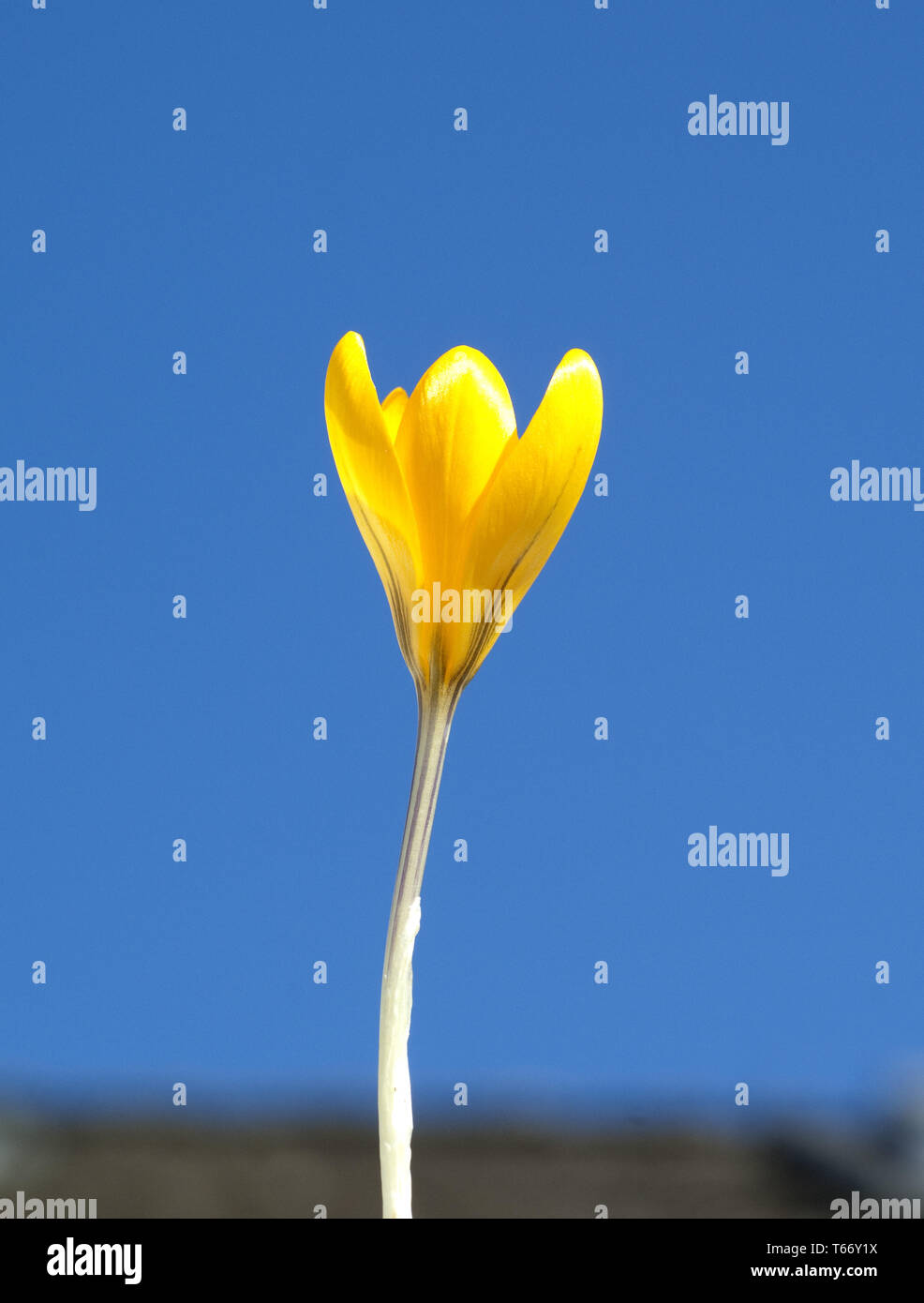 Au début du printemps Crocus Banque D'Images