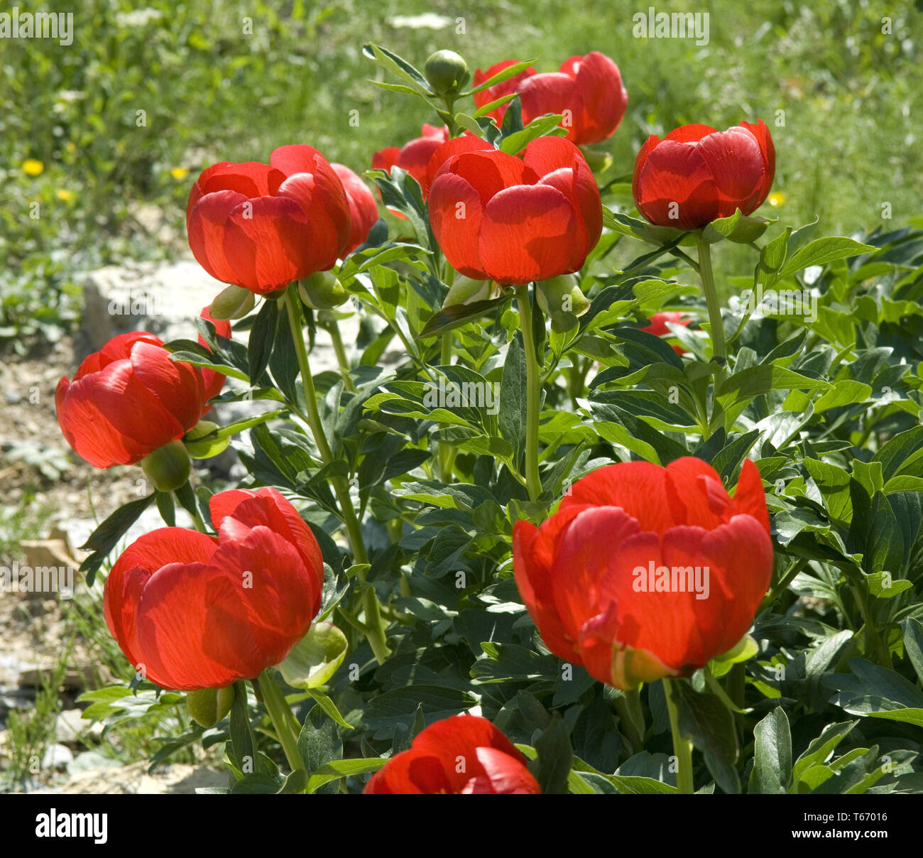 La pivoine Paeonia officinalis, Banque D'Images