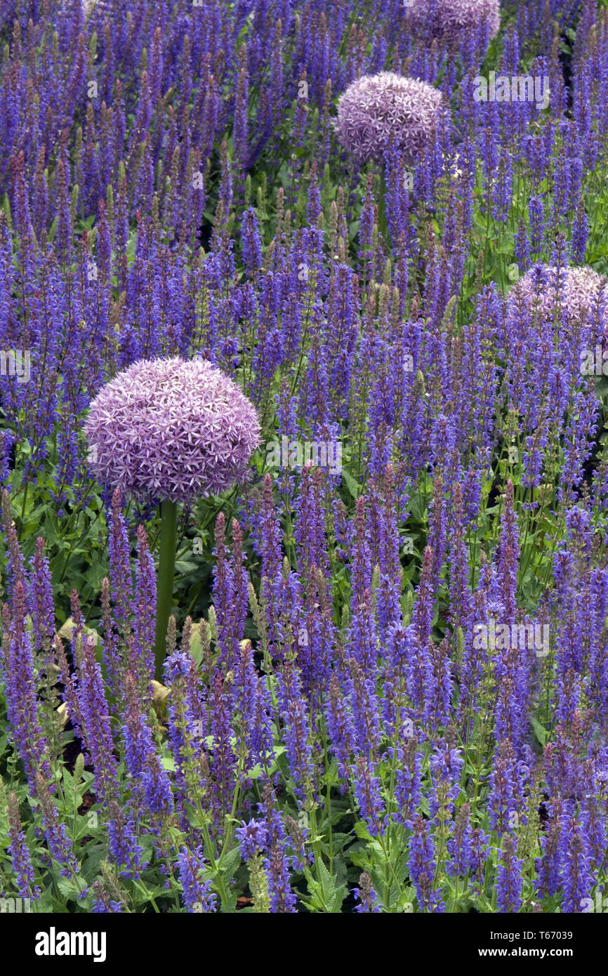 Allium géant géant ou l'oignon, Allium giganteum Banque D'Images