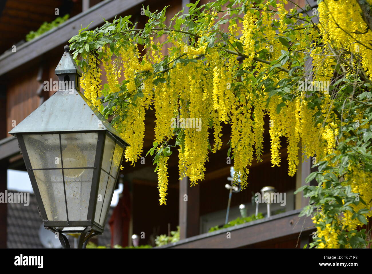 Chaîne d'Or ou Laburnum, genre Laburnum, Germany, Europe Banque D'Images