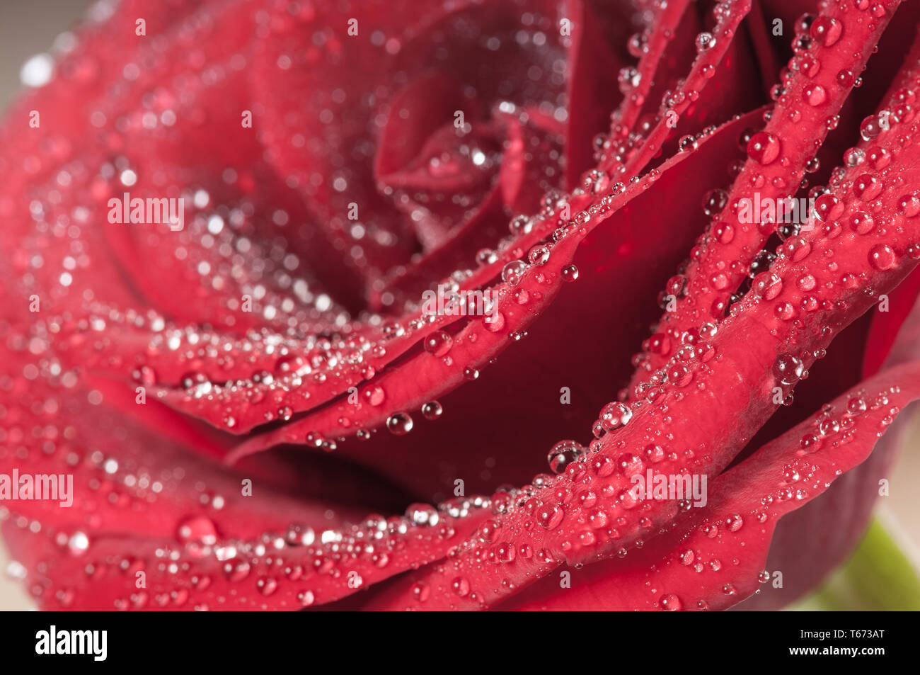 Bouton de rose rouge avec des gouttes d'eau. Macro-vision Banque D'Images