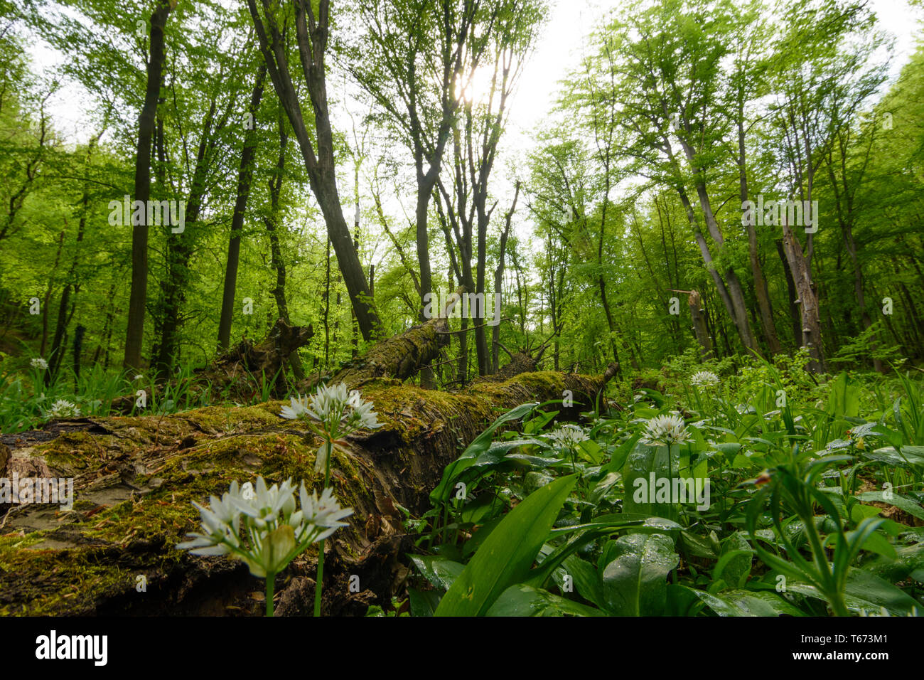 Saint Andrä-Wördern : Bärlauch (Allium ursinum), l'ail sauvage, arbres, bois mort, Moss, jungle, vallée, forêt vierge, dans Hagenbachklamm Wienerwal valley Banque D'Images