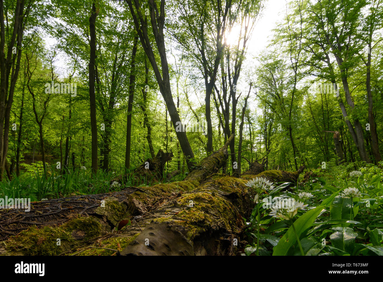 Saint Andrä-Wördern : Bärlauch (Allium ursinum), l'ail sauvage, arbres, bois mort, Moss, jungle, vallée, forêt vierge, dans Hagenbachklamm Wienerwal valley Banque D'Images