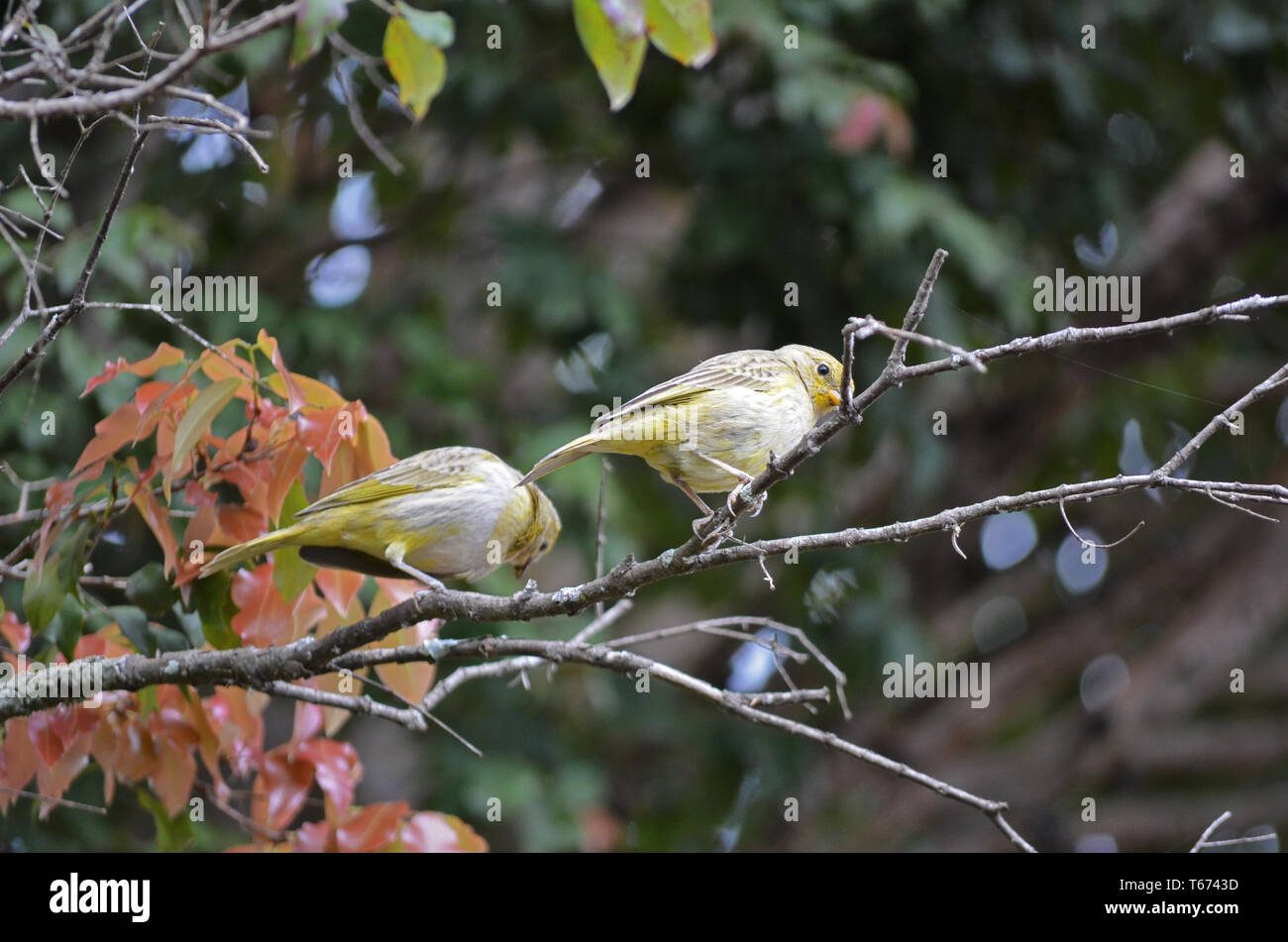 Saffron Finch dans le Minas Gerais Banque D'Images