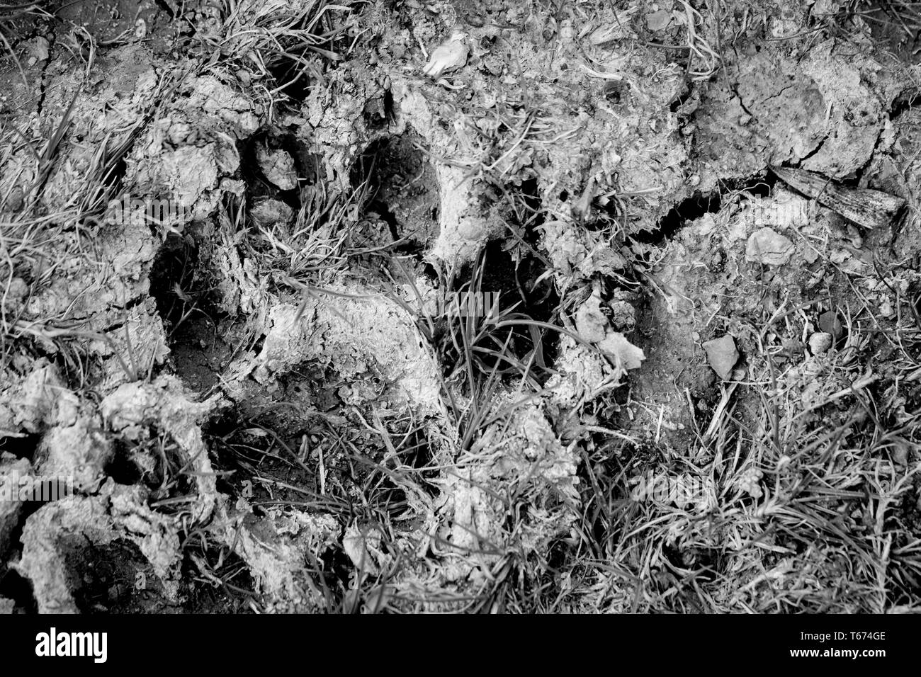 Photo en noir et blanc od empreintes dans la boue sèche. Banque D'Images