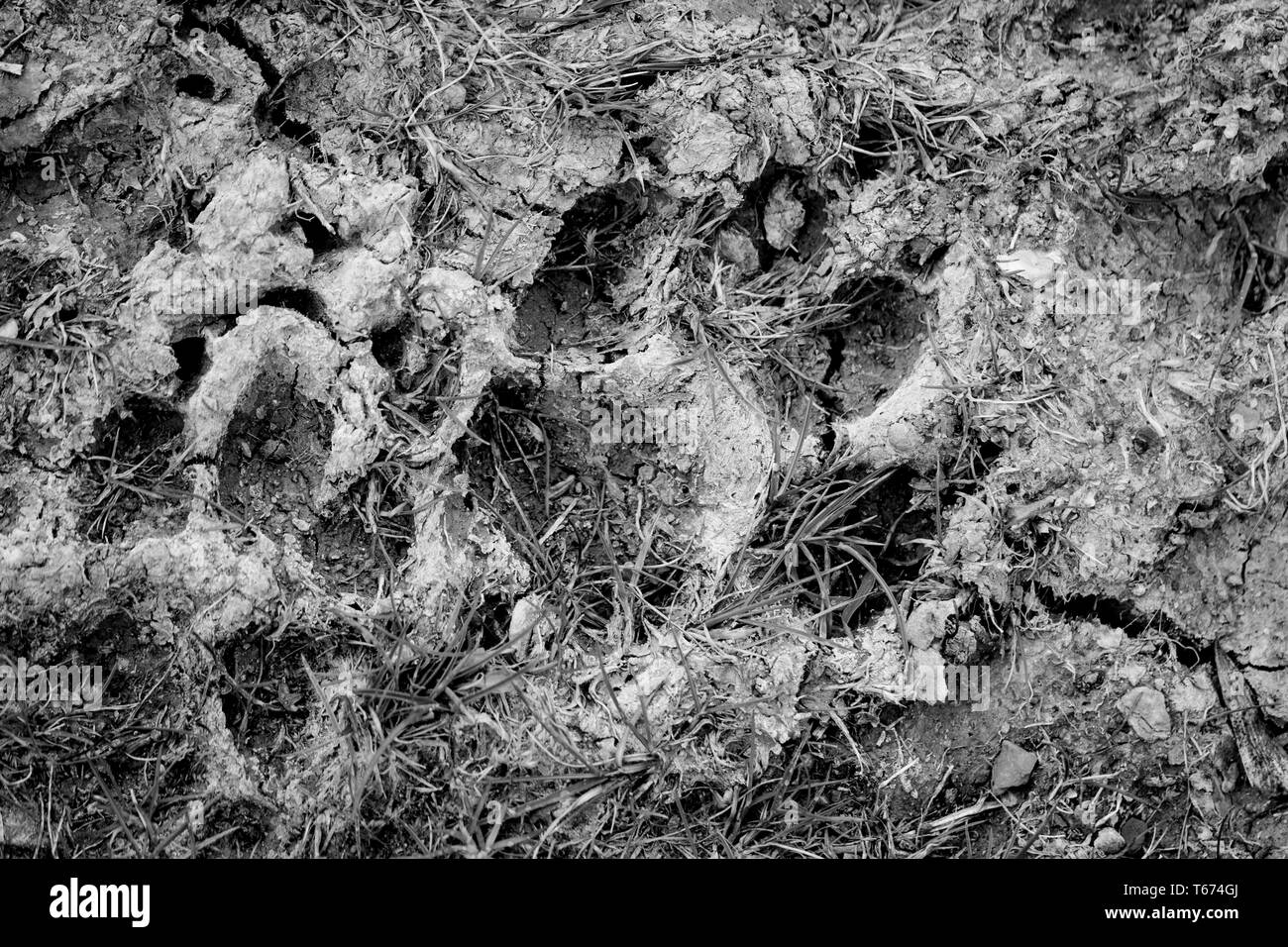 Photo en noir et blanc od empreintes dans la boue sèche. Banque D'Images