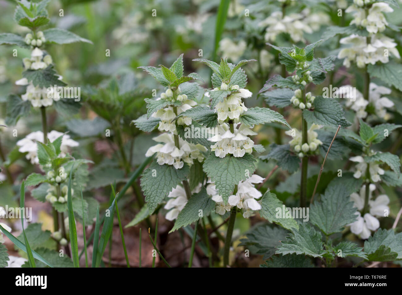 La floraison Lamium album, ortie blanche, blanc dead-nettle inforest Banque D'Images