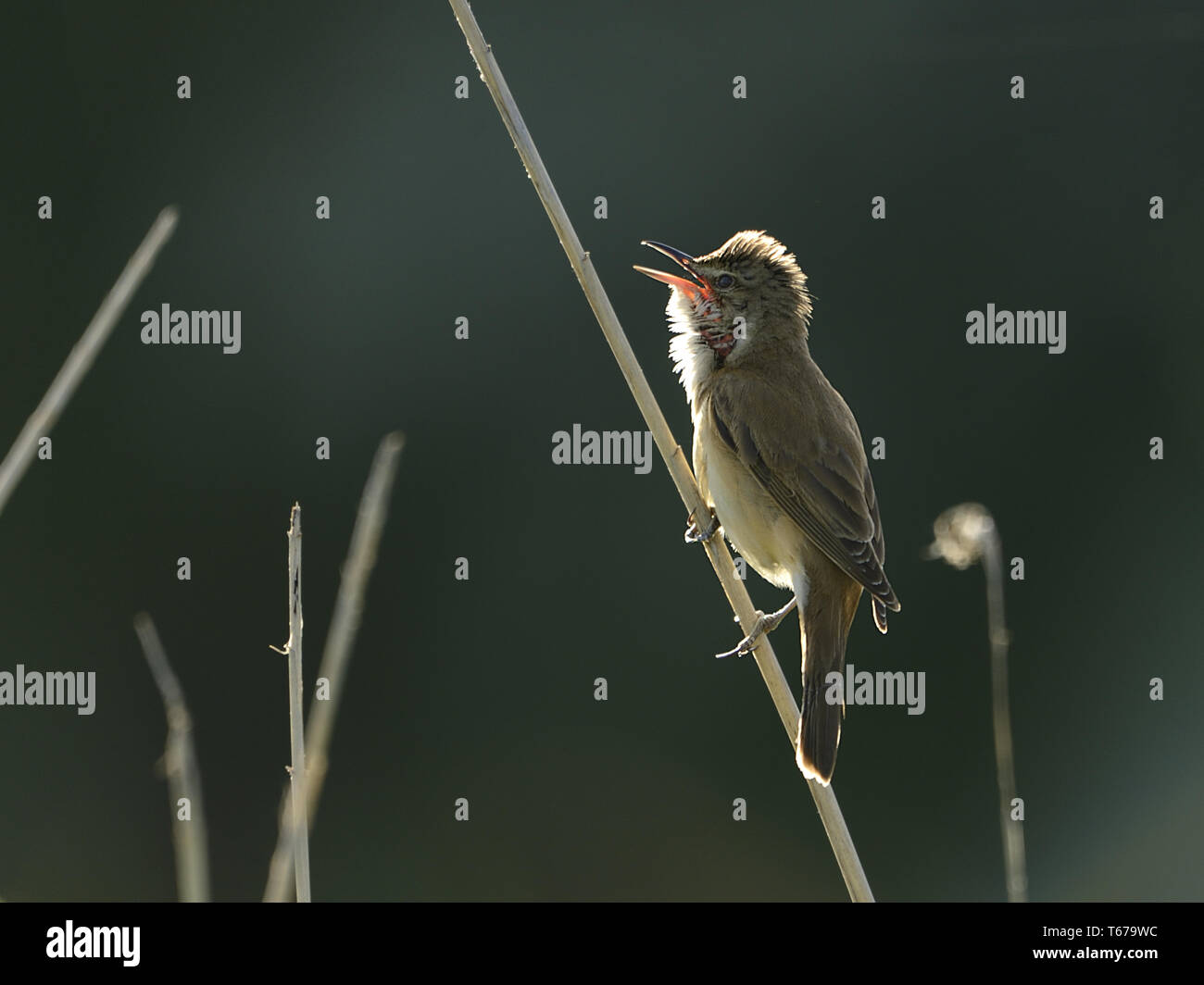 Grand reed warbler paruline / reed-, Acrocephalus arundinaceus Photo ...