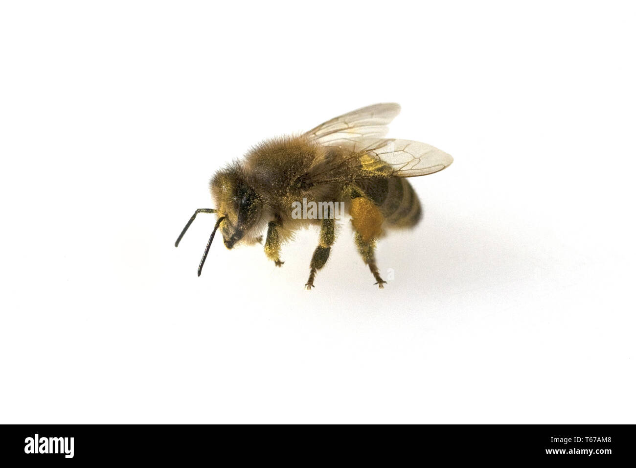 Abeille (Apis mellifica), Allemagne Banque D'Images