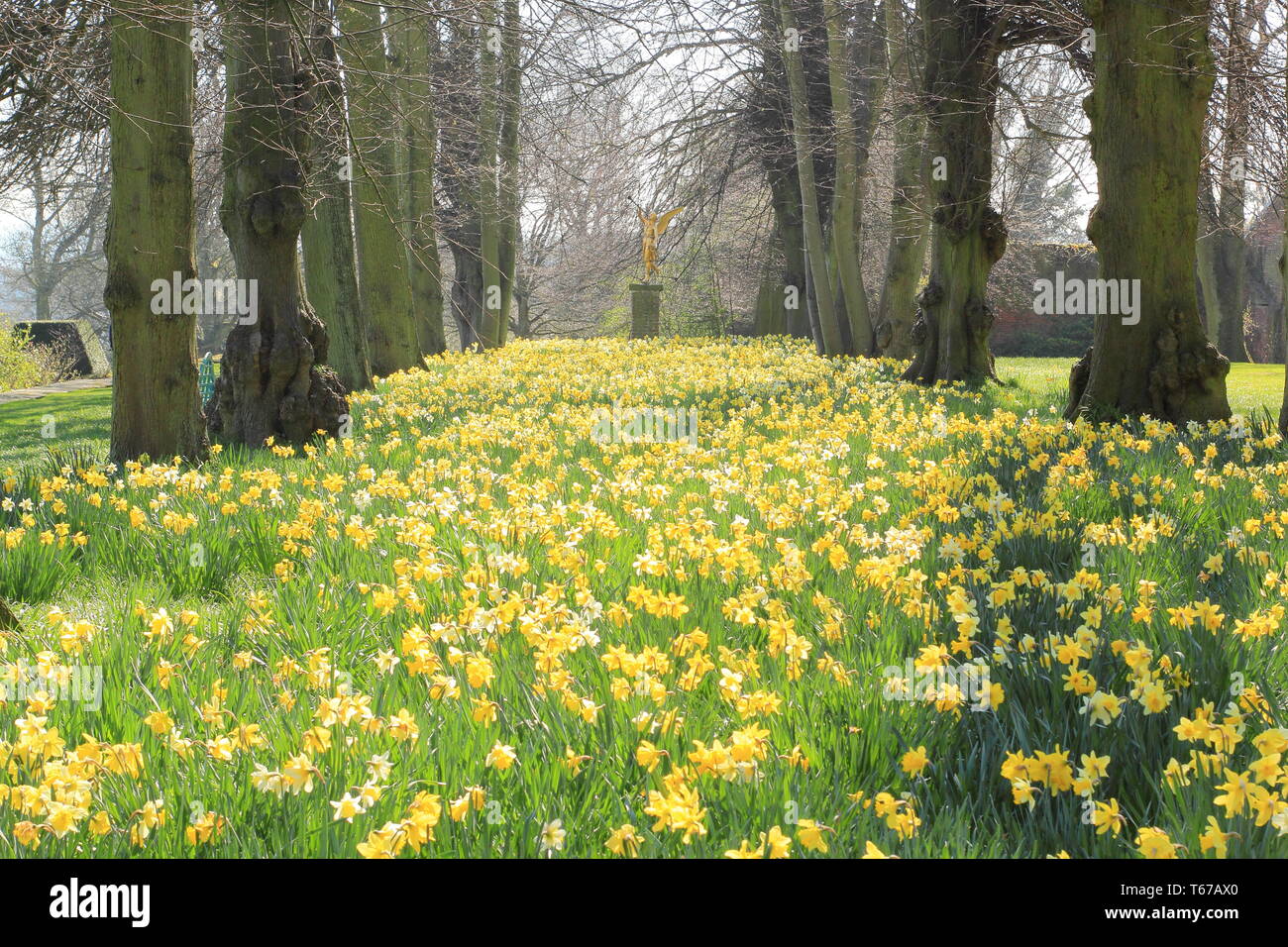 Les jonquilles dans l'Avenue à la chaux à l'Ange de la renommée statue à Renishaw Hall, près de Sheffield, Derbyshire, Angleterre, Royaume-Uni - Mars Banque D'Images