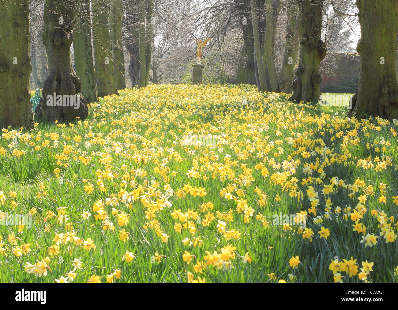 Les jonquilles dans l'Avenue à la chaux à l'Ange de la renommée statue à Renishaw Hall, près de Sheffield, Derbyshire, Angleterre, Royaume-Uni - Mars Banque D'Images