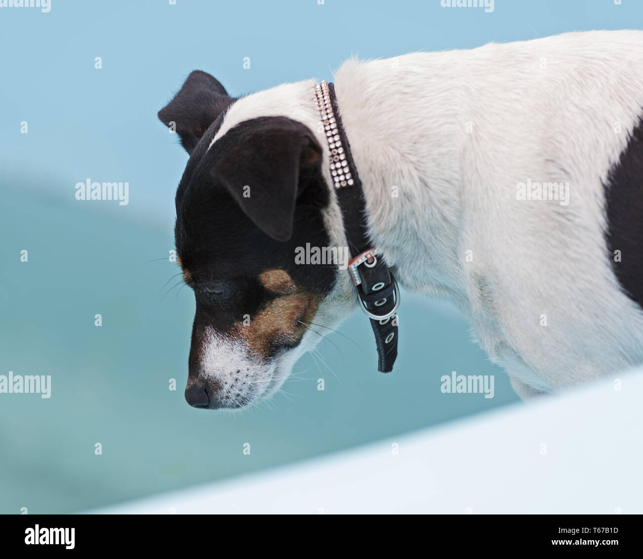 Jack Russell Terrier chien sur plage de piscine. Banque D'Images