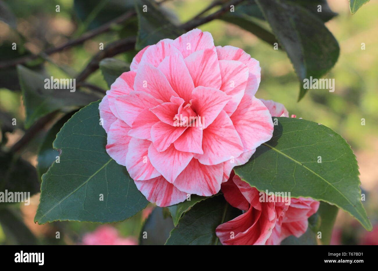 Camellia japonica 'Blood of China ; forme bicolore. Fleurs doubles de sang  de camélia de Chine