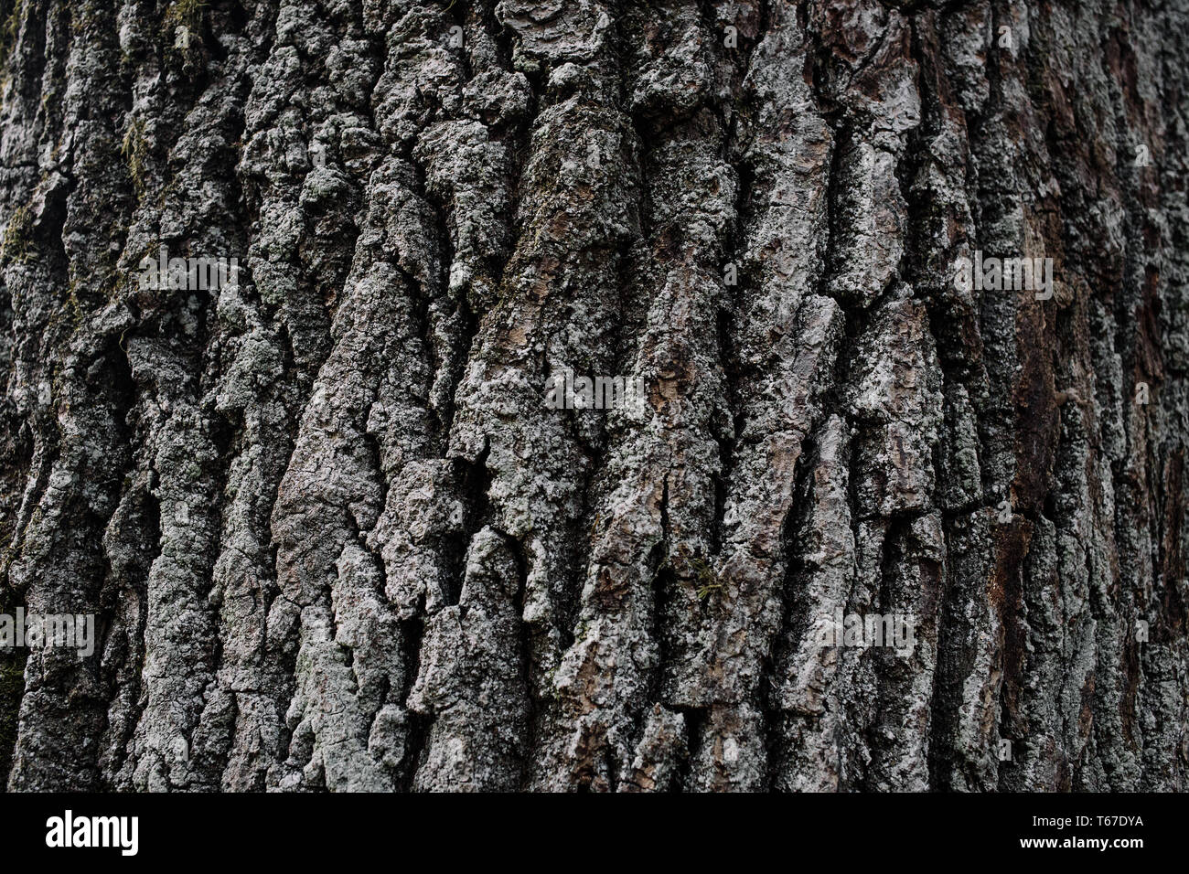 La texture de l'écorce des arbres. Fond bois. Vous pouvez créer de la texture. La texture de l'écorce des arbres très détaillées. L'écorce des arbres sans arrière-plan. Brown texture mosaïque o Banque D'Images