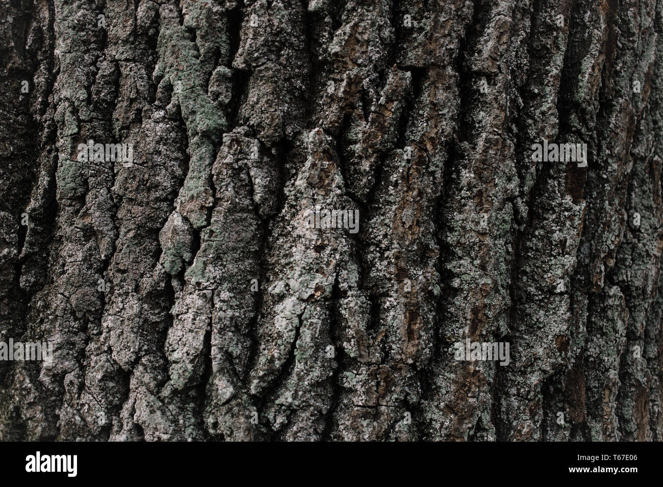 La texture de l'écorce des arbres. Fond bois. Vous pouvez créer de la texture. La texture de l'écorce des arbres très détaillées. L'écorce des arbres sans arrière-plan. Brown texture mosaïque o Banque D'Images