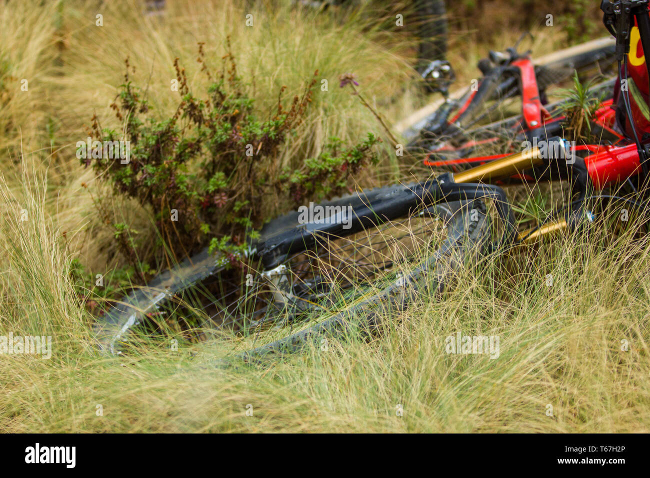 Une suspension complète vélo mtb carbone sur l'herbe avec l'espace négatif Banque D'Images