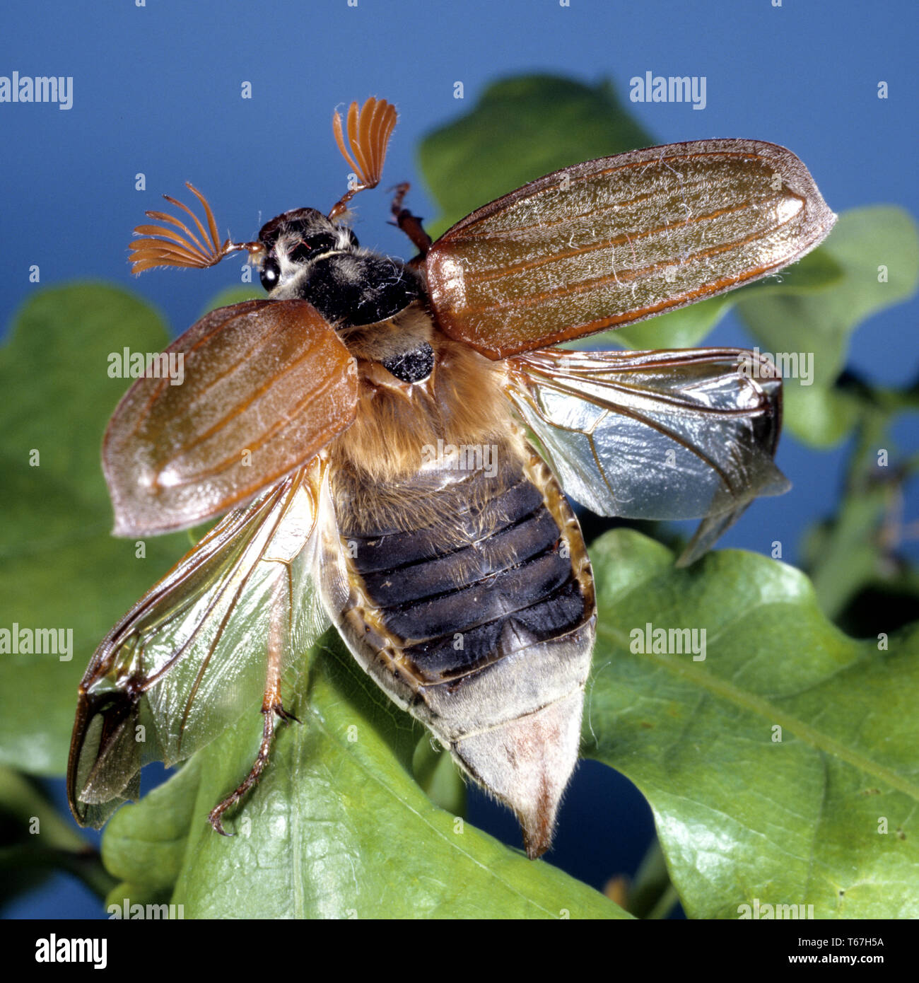 Cockchafer, Melolontha melolontha Banque D'Images