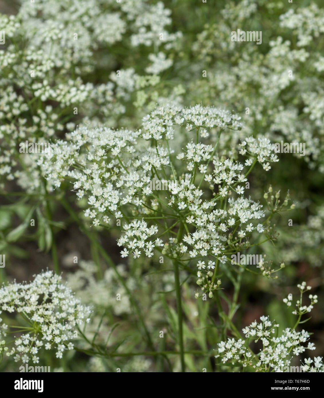 [Anis Pimpinella anisum] Banque D'Images