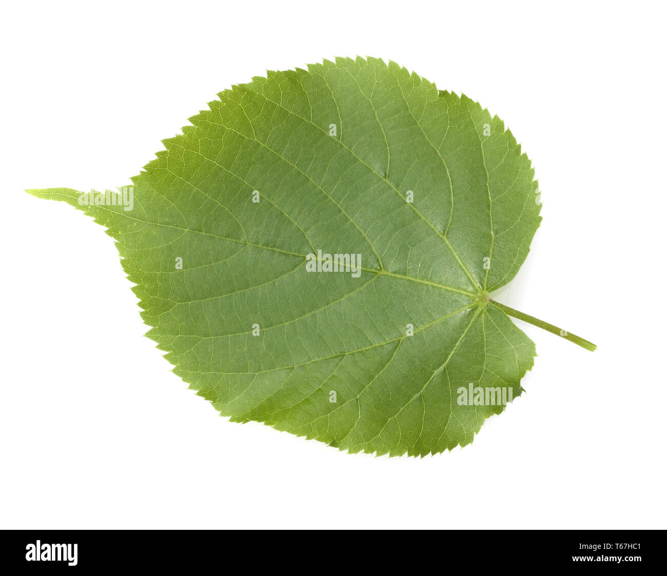 Largeleaf linden ou feuillus tilleul, Tilia platyphyllos Banque D'Images