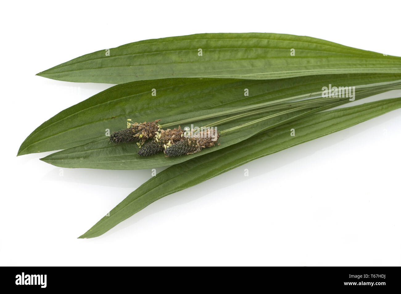 , Lancéole Plantago lanceolata, Allemagne Banque D'Images