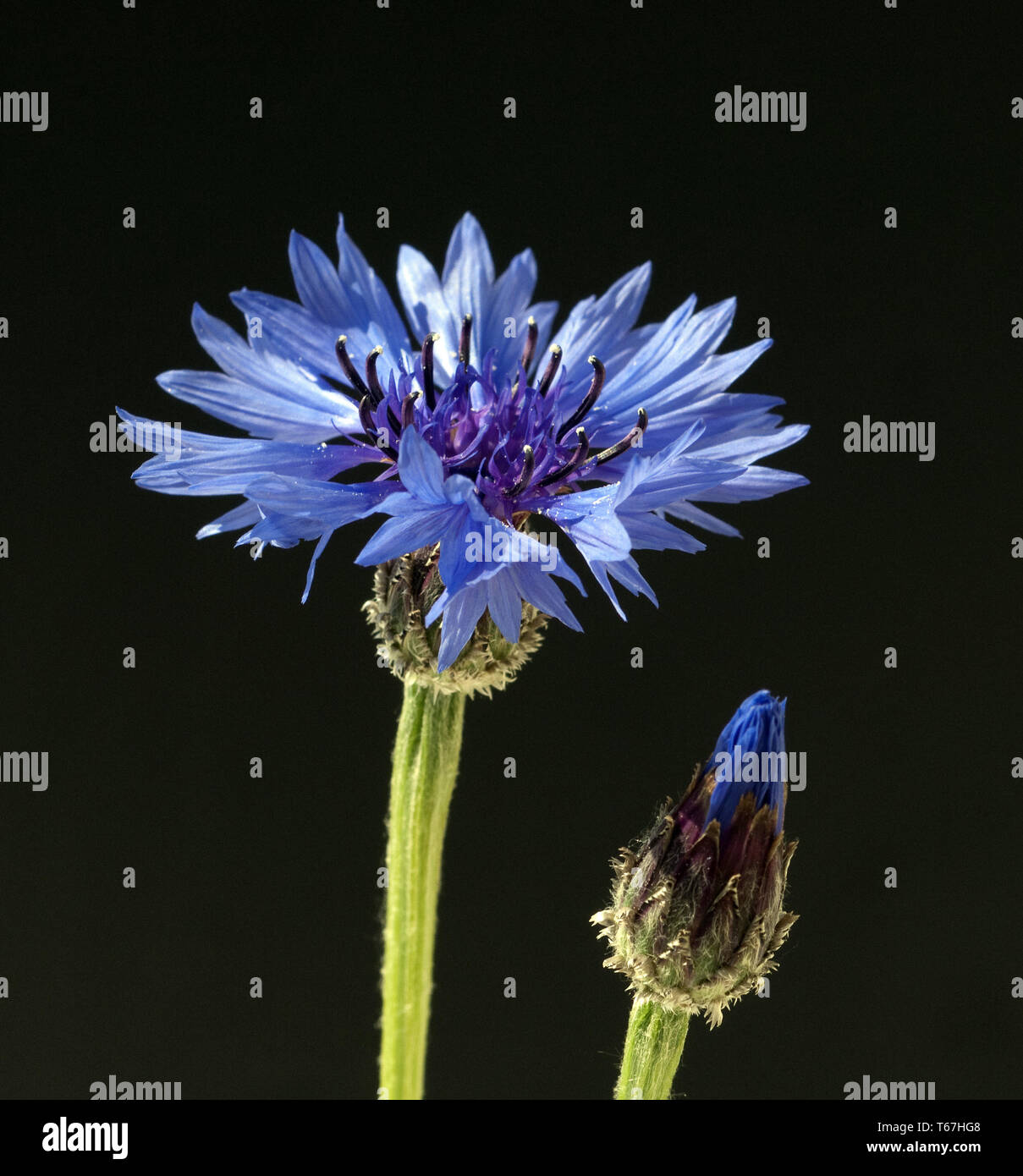 Bleuet, Centaurea cyanus Banque D'Images