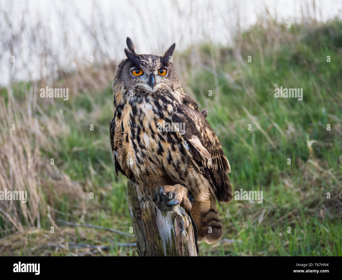 Grand Hibou perché sur un tronc d'arbre Banque D'Images