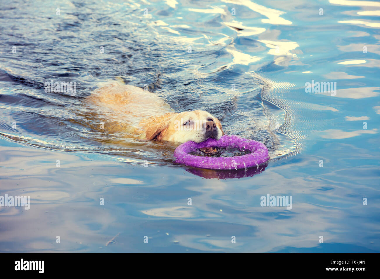 Chien labrador retriever nage sur la rivière tenant un anneau dans ses dents Banque D'Images