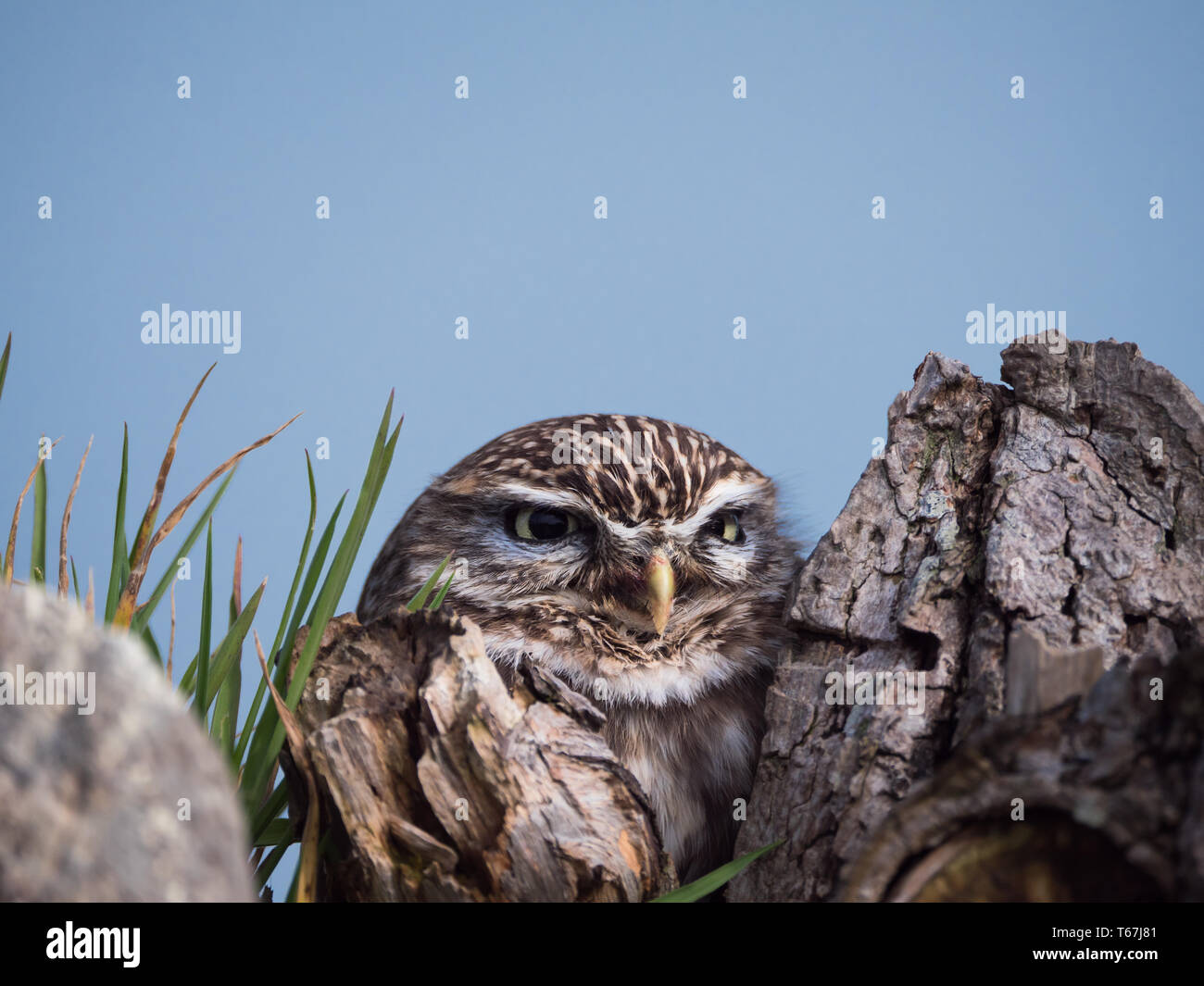 Petit hibou perché sur au tronc de l'arbre Banque D'Images